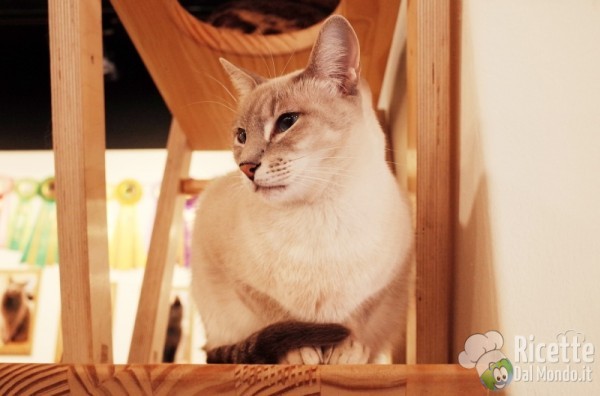 bar dei gatti