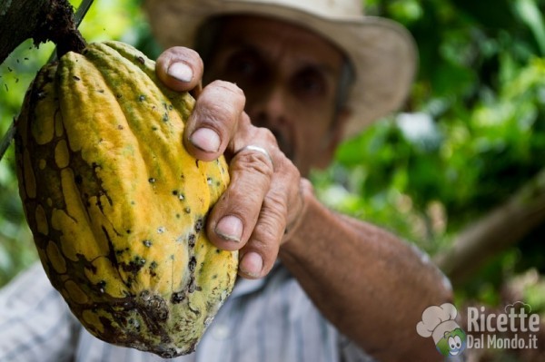 Cacao
